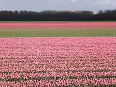 Fields of pink