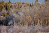Bent Birch Trees • <a style="font-size:0.8em;" href="http://www.flickr.com/photos/65051383@N05/26013036126/" target="_blank">View on Flickr</a>