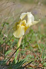 Crimean iris (Iris lutescens)
