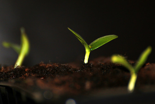 Seedling, From FlickrPhotos