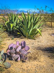Some cactus in the Sonoran desert.