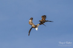 Bald Eagles battle for breakfast - Sequence - 17 of 42