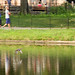 Flight, Harlem Meer, Central Park • <a style="font-size:0.8em;" href="http://www.flickr.com/photos/124925518@N04/25461626236/" target="_blank">View on Flickr</a>