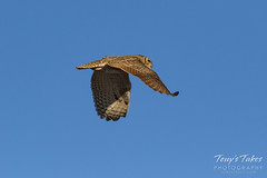 Great Horned Owl flyby sequence - 10 of 10