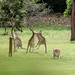 Merimbula ~ Golf Course Kangaroos