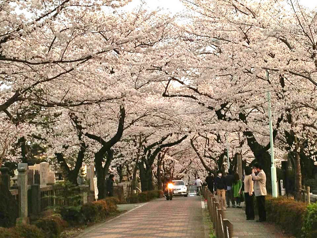 いよいよ週末になり、青山墓地でも桜が満開...
