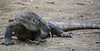 35 Komodo Island, Indonesia 2016 • <a style="font-size:0.8em;" href="http://www.flickr.com/photos/36838853@N03/25799788231/" target="_blank">View on Flickr</a>