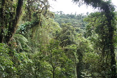 Monteverde, Costa Rica, January 2016