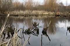 Wood Pond Reeds Wood Pond Reeds • <a style="font-size:0.8em;" href="http://www.flickr.com/photos/30765416@N06/24710954906/" target="_blank">View on Flickr</a>