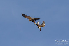 Bald Eagles battle for breakfast - Sequence - 20 of 42