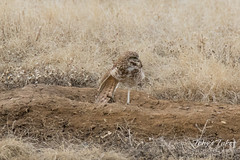 Burrowing Owl stretches