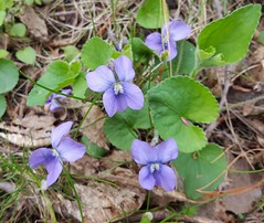 Purple woodland violets