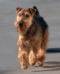 Welsh Terrier