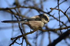 _HNS6748 Staartmees : Mesange a longue queue : Aegithalos caudatus : Schwanzmeise : Long-tailed Tit