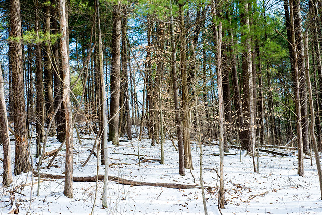 Hoosier National Forest - Pate Hollow Trail - January 24, 2016