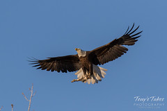 Bald Eagle brings rabbit to its nest - sequence - 1 of 13
