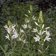Camassia leichtlinii subsp. suksdorfii 'Alba'
