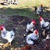 Gallos de corral #gallo #corral #animal #rooster #pueblo #village #countryside