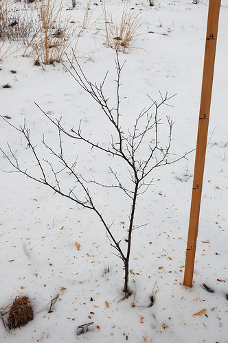 American Plum, Planted 2010 <a style="margin-left:10px; font-size:0.8em;" href="http://www.flickr.com/photos/91915217@N00/25092612246/" target="_blank">@flickr</a>