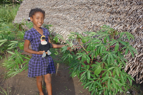 On cueille des feuilles de manioc.