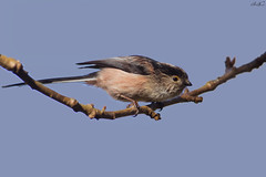 Chapim-rabilongo, Long-tailed tit(Aegithalos caudatus)