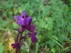 Anglų lietuvių žodynas. Žodis purple orchis reiškia violetinė orchis lietuviškai.