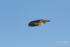 Great Horned Owl flyby