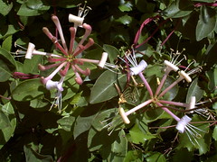 Honeysuckle • <a style="font-size:0.8em;" href="http://www.flickr.com/photos/27734467@N04/26654328705/" target="_blank">View on Flickr</a>