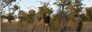 South Africa Bird Hunting 14