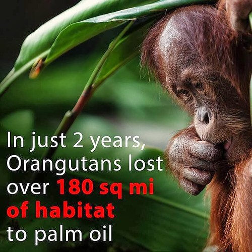 Orangutans or palm oil ? A straight choice?