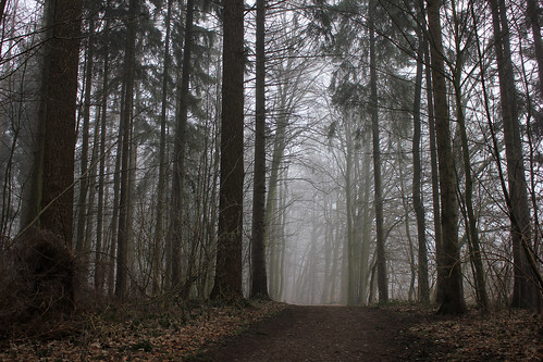 Wald im Nebel (02) • <a style="font-size:0.8em;" href="http://www.flickr.com/photos/69570948@N04/24684376773/" target="_blank">Auf Flickr ansehen</a>