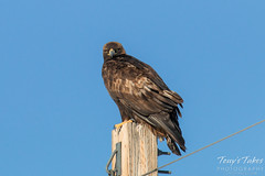 Golden Eagle poses on a pole