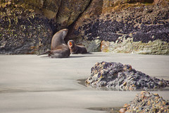 Seals pup and mom on Wharariki Beach