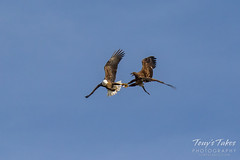 Bald Eagles battle for breakfast - Sequence - 16 of 42