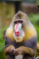 Anglų lietuvių žodynas. Žodis old world monkey reiškia senojo pasaulio beždžionių lietuviškai.