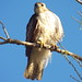 Immature Red-Tailed Hawk, March 24, 2016