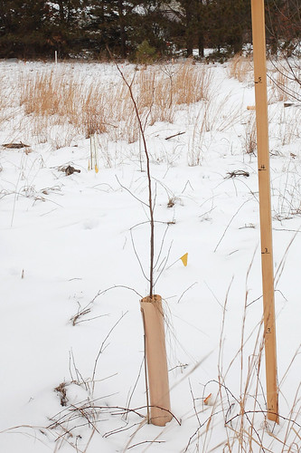 Oikos Oak, Planted 2012 <a style="margin-left:10px; font-size:0.8em;" href="http://www.flickr.com/photos/91915217@N00/24492170613/" target="_blank">@flickr</a>
