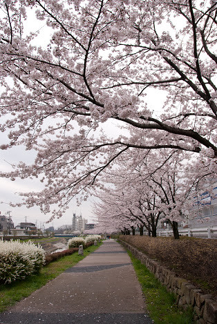 大栗川の桜を眺めながら通勤するのもなかな...
