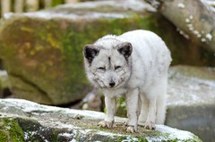Anglų lietuvių žodynas. Žodis arctic fox reiškia arktinė lapė lietuviškai.