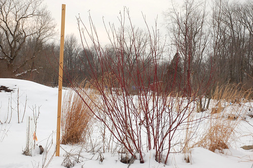 Red Osier Dogwood, Planted 2011 <a style="margin-left:10px; font-size:0.8em;" href="http://www.flickr.com/photos/91915217@N00/25000783232/" target="_blank">@flickr</a>