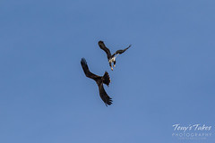 Bald Eagles battle for breakfast - Sequence - 7 of 42