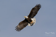 Bald Eagle flies and dines