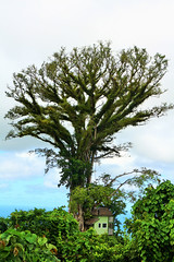 Samoa - Tree house (c)2014 Juliane Schultz (Flickr)