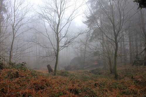Wald im Nebel (14) • <a style="font-size:0.8em;" href="http://www.flickr.com/photos/69570948@N04/25338828695/" target="_blank">Auf Flickr ansehen</a>