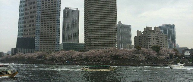 佃島では桜が綺麗に咲いてました。鉄砲洲児...