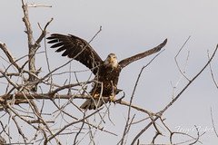 Juvenile Bald Eagle struggles to land - 24 of 27