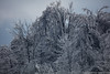 Majestic Ice Forest • <a style="font-size:0.8em;" href="http://www.flickr.com/photos/65051383@N05/25946429632/" target="_blank">View on Flickr</a>