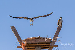 Male Osprey tosses grass toward its nest - Sequence - 19 of 19