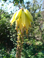 starr-061211-2260-Aloe_vera-flowers-Makawao-Maui