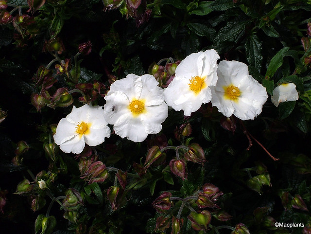 Cistus x florentinus